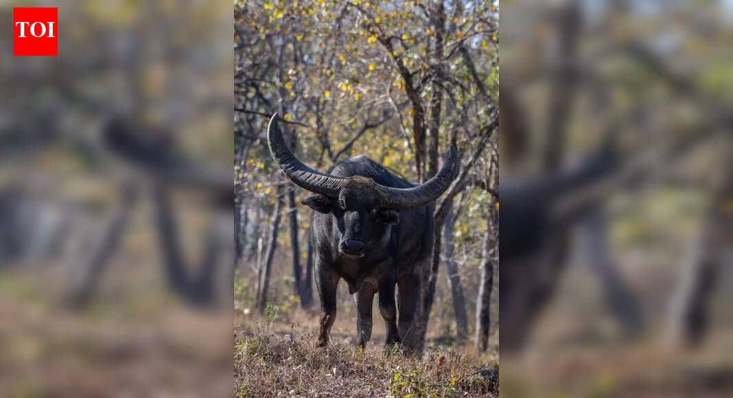 17 villages unite to bring back Chhattisgarh’s endangered wild buffalo ...