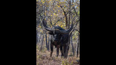 17 villages unite to bring back Chhattisgarh’s endangered wild buffalo