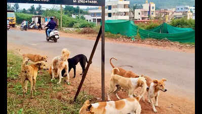 HDMC plans a Rs 2.5cr dog shelter at Shivalli to relocate strays from public spaces