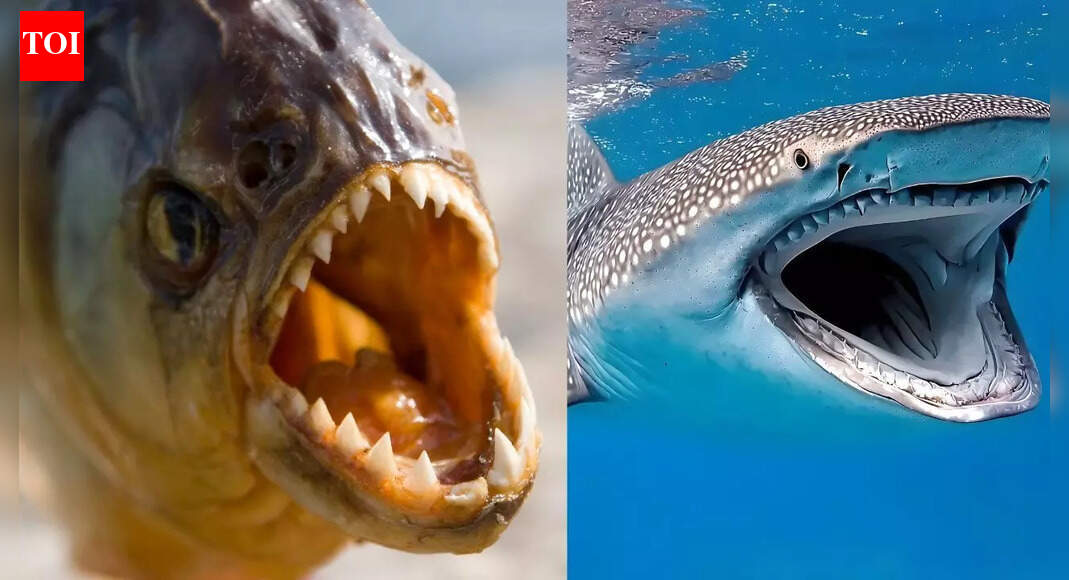 Shark vs Piranha: Understanding the surprising power behind the world’s most feared bites; which is more dangerous