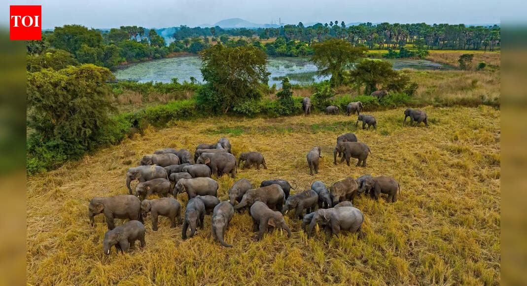A jumbo-sized problem in Jajpur as villagers grapple with power cuts