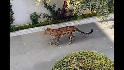 Officials on alert, residents on edge over leopard on the prowl