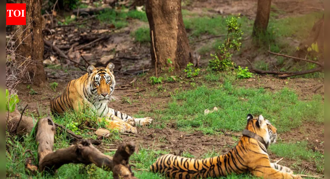 Aravali-like row in Bengaluru backyard: Bannerghatta park's ESZ shrinks; SC panel to visit today