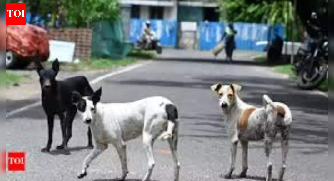 Teachers to count strays? Delhi Police cyber cell probes false info; list of handles spreading fake news given to cops