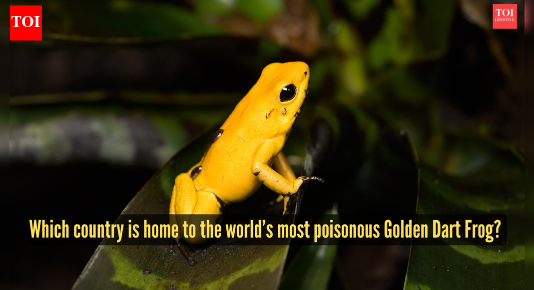 Which country is home to the world’s most poisonous Golden Dart Frog? Why you should know this