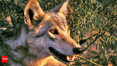 9th wolf shot dead by forest dept in Bahraich, villagers breathe easy