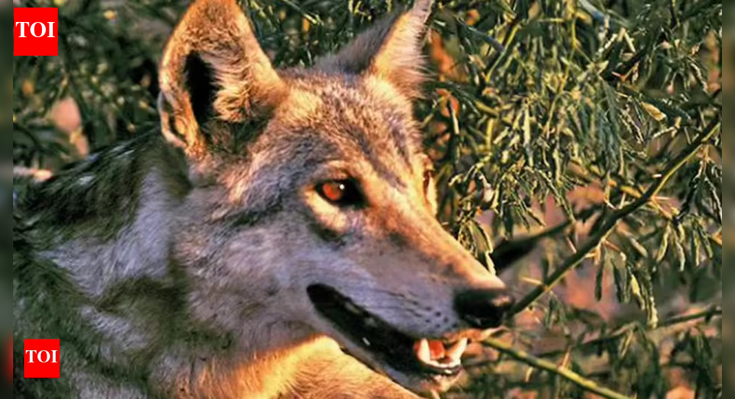 UP: 9th wolf shot dead by forest dept in Bahraich, villagers breathe easy