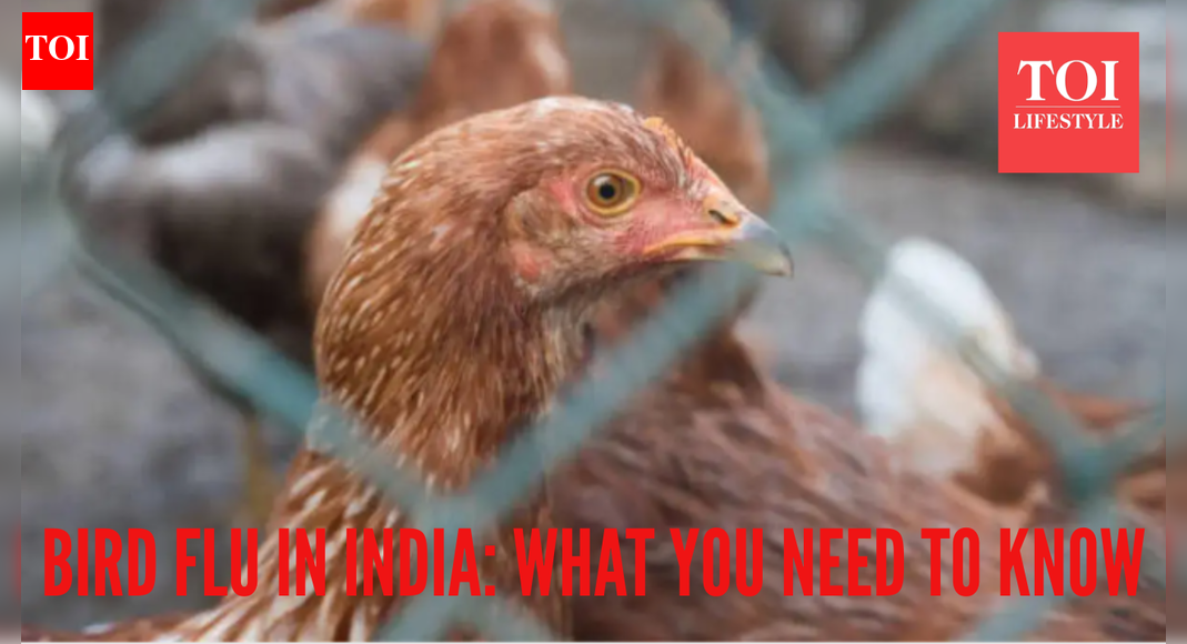 Bird flu outbreak in India: Early symptoms, preventive tips to know