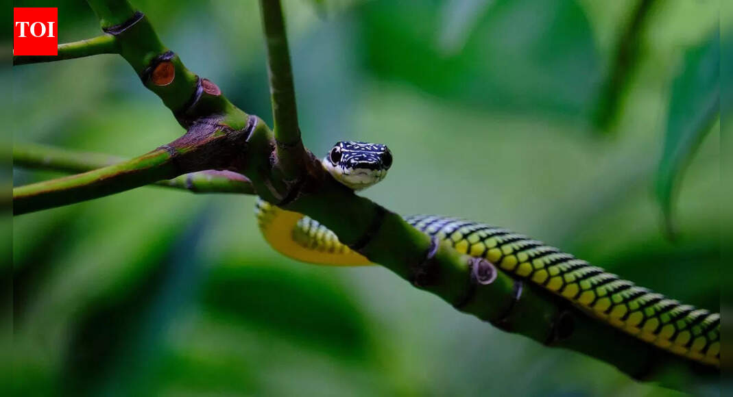 How flying snakes glide through the air without wings or membranes