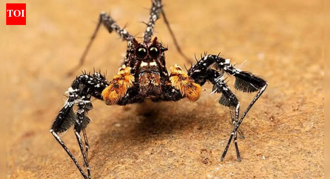 How does this spider hunt without keeping prey in sight | - The Times ...