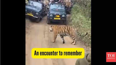 What happened when a tiger came in front of Priyanka Gandhi’s vehicle's at this national park