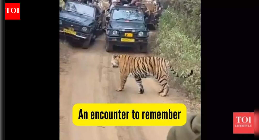 What happened when a tiger came in front of Priyanka Gandhi’s vehicle's at this national park