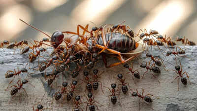 குளிர்காலத்தில் உங்கள் வீட்டில் பல்லிகள், எலிகள், கரப்பான் பூச்சிகள், எறும்புகள் மற்றும் சிலந்திகள் ஏன் தோன்றும் மற்றும் அவற்றை எவ்வாறு அகற்றுவது