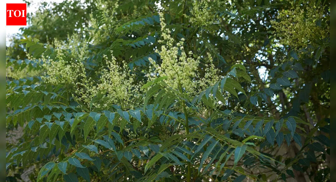 Why you should never plant a tree of heaven around your house