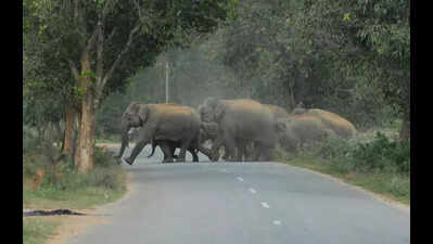 Supreme Court-appointed panel inspects Bannerghatta National Park to assess eco-sensitive zone reduction