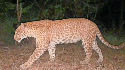  Ultra-rare strawberry-coloured big cat previously seen only in Rajasthan