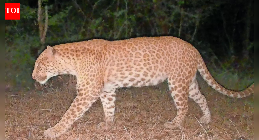 Karnataka records 1st ‘Sandalwood Leopard’: Ultra-rare strawberry-coloured big cat previously seen only in Rajasthan
