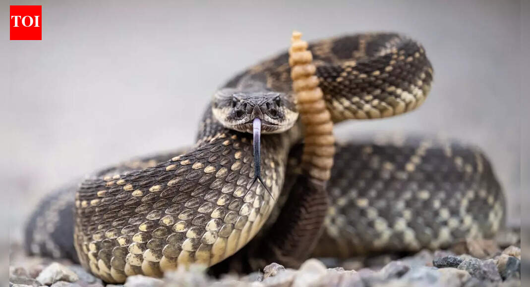 Snakes in Spain: Everything to know about venomous vipers, non-venomous species, and safety tips