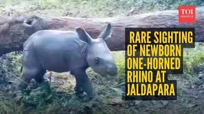 New Year begins with rare sighting of newborn one-horned rhino at Jaldapara