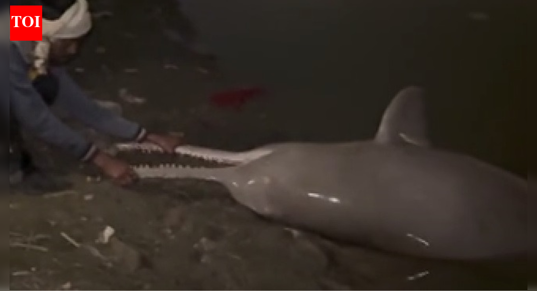UP: 10-foot-long Gangetic dolphin found dead under Ganga bridge, weighs 350 kg