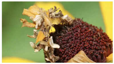 Optical illusion: Can you spot the hidden caterpillar in this clever camouflage photo?