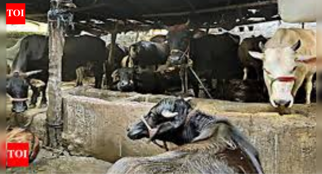 Rajasthan buffalo dispute: Two men claimed same animals in Kota; vet board verified age; handed to owner