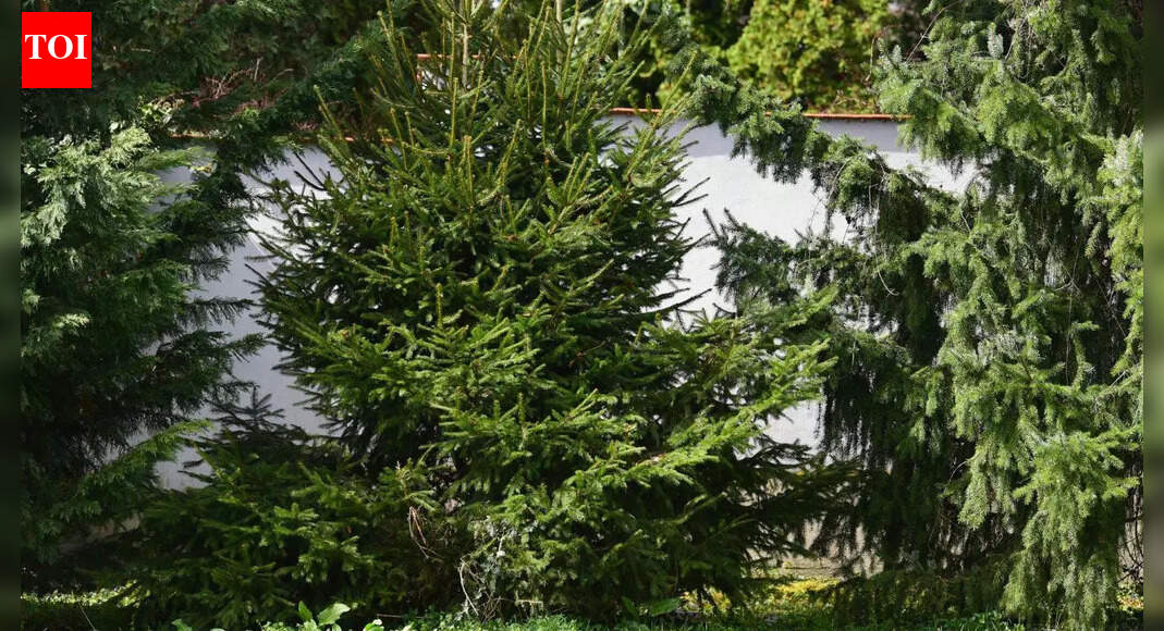 The tree that grows gold: Scientists explain how hidden microbes inside living plants are turning dissolved ions into solid metal