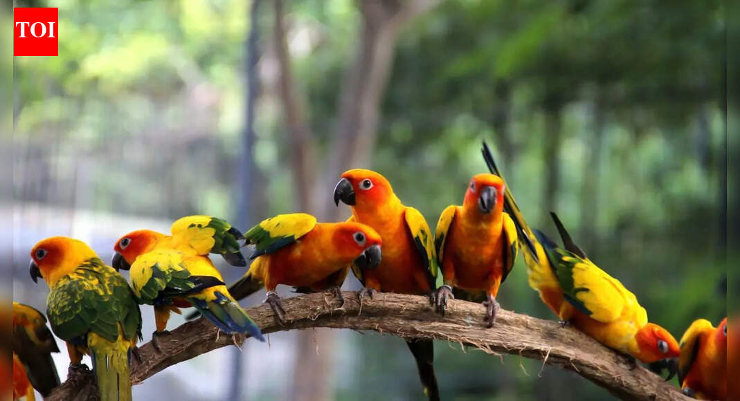 Why are male birds more colourful than females and what does it reveal about evolution