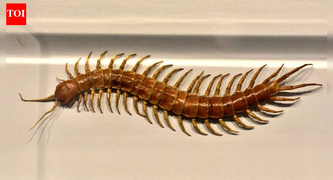 Why you should never kill a centipede in your home