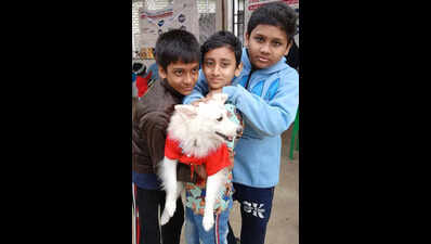 Furry friends walk the ramp with their humans at city carnival