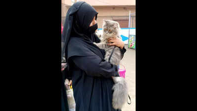 Furry friends walk the ramp with their humans at city carnival