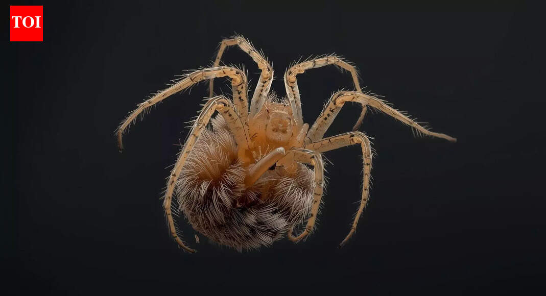 Why spiders curl up when they die: know the science behind this phenomenon