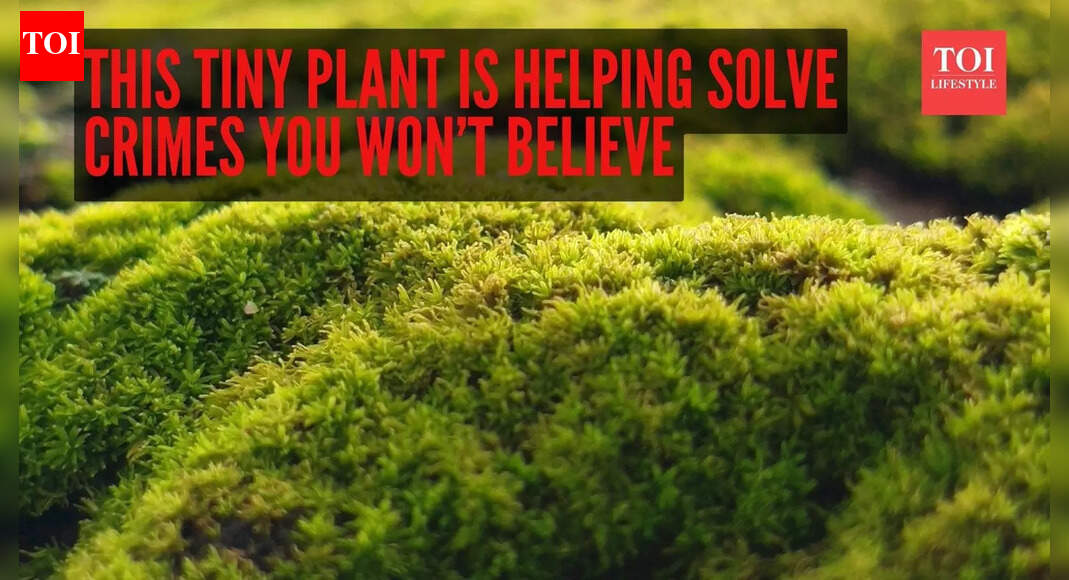 This tiny plant is helping solve crimes you won’t believe – researchers explain how