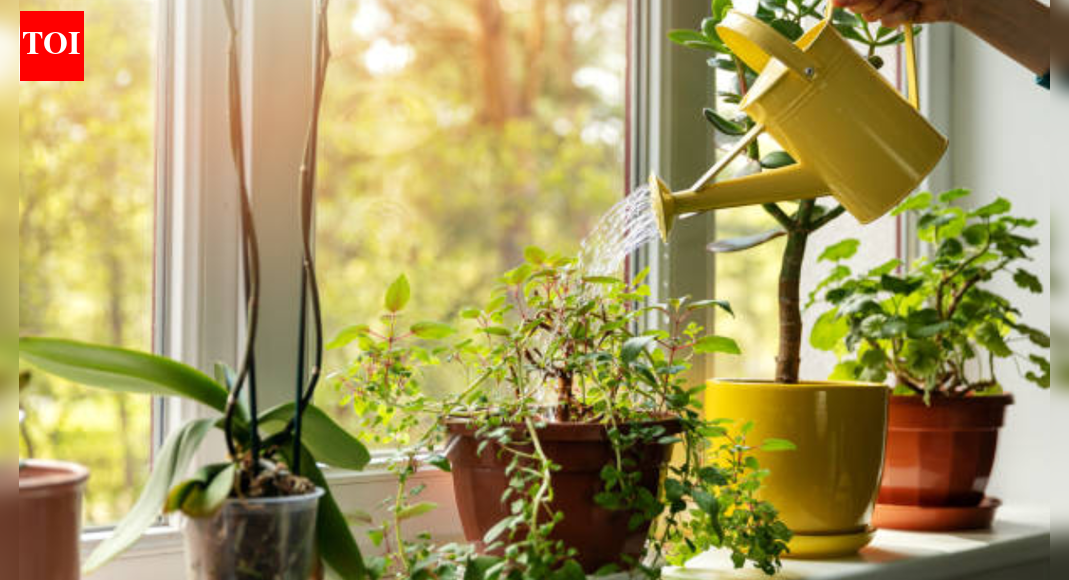 5 common indoor plants that can reduce indoor pollution naturally