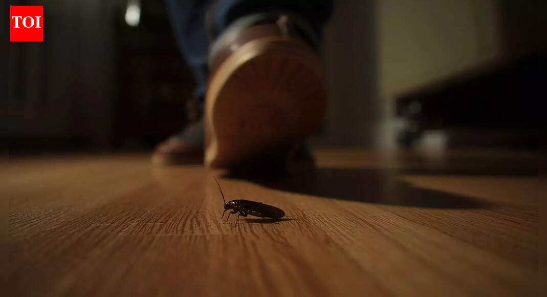 Squashing a cockroach in your home can be dangerous; know the reason