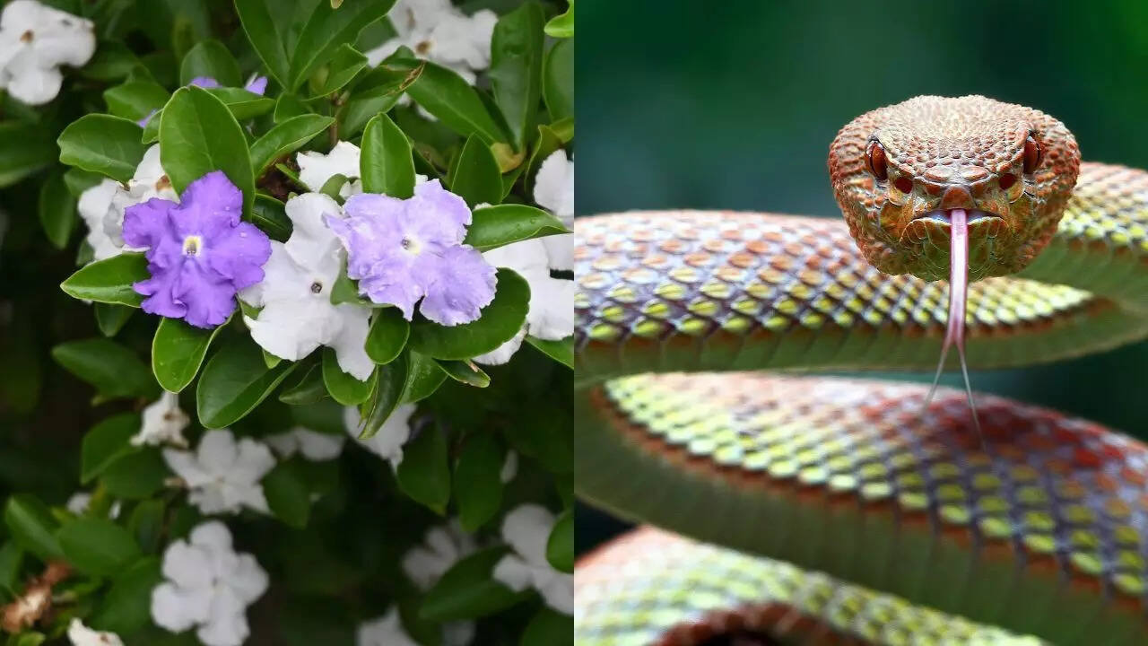 Does Raat Rani really attract snakes into your home gardens | - The Times  of India