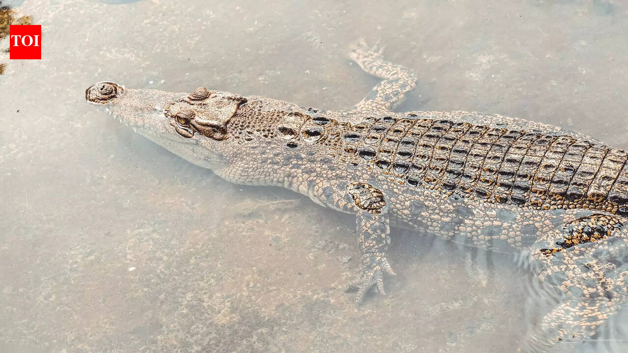 5 cold-proof animals that freeze and restart life after winter | The ...