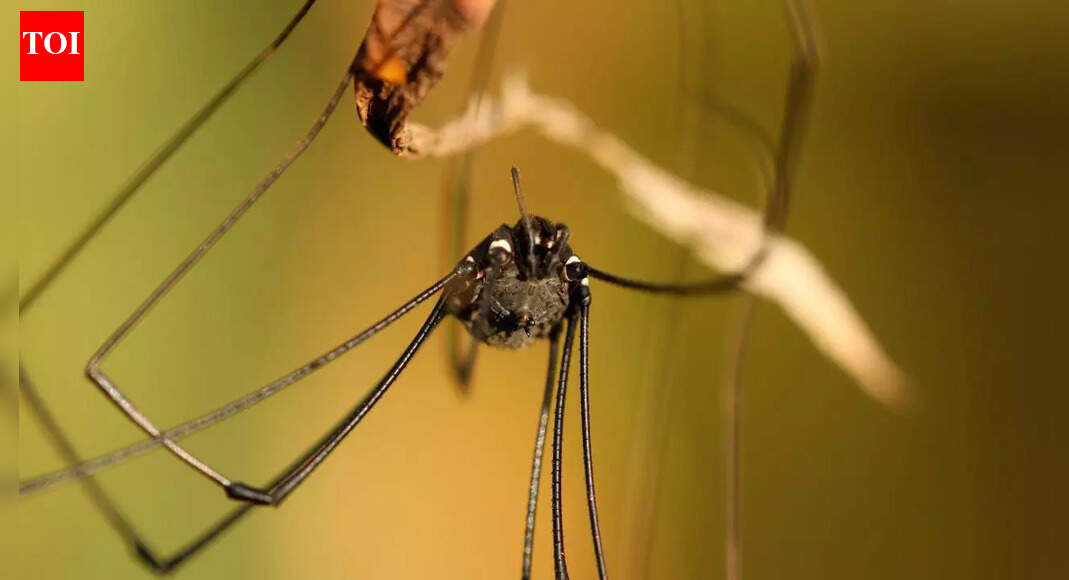The real reason daddy long-legs spiders walk on only three pairs of legs