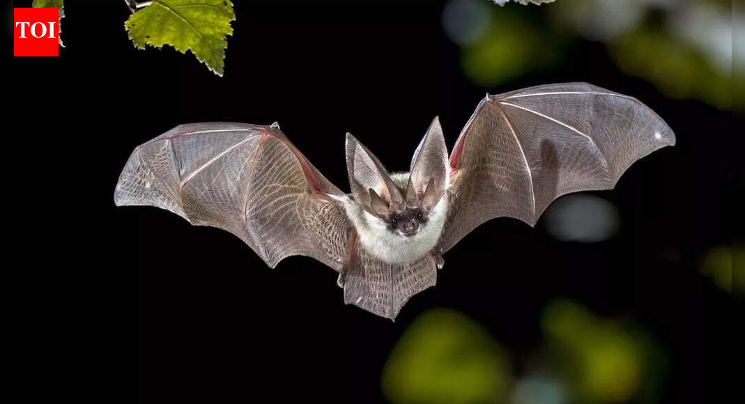 Think bats are blind? Science shows they can see more than humans