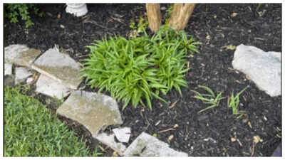 ஒளியியல் மாயை: இந்தப் படத்தில் 10 வினாடிகளுக்குள் ஸ்னீக்கி பாம்பை உங்களால் கண்டுபிடிக்க முடியுமா?