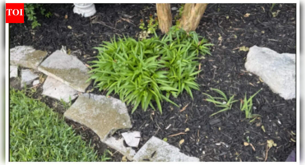 Optical illusion: Can you spot the sneaky snake in this image in under 10 seconds?