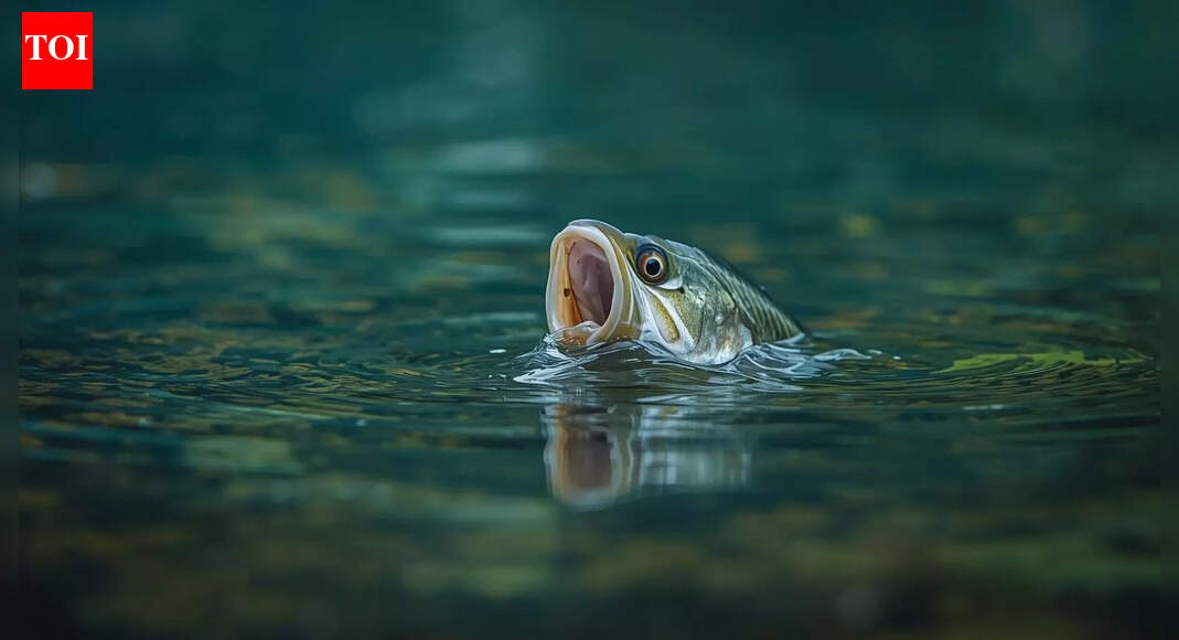 Can fish drown or suffocate in water | - The Times of India