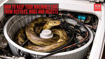 Indian rat snake rescued from inside washing machine in Mumbai: How to keep your machines safe from reptiles, bugs and insects