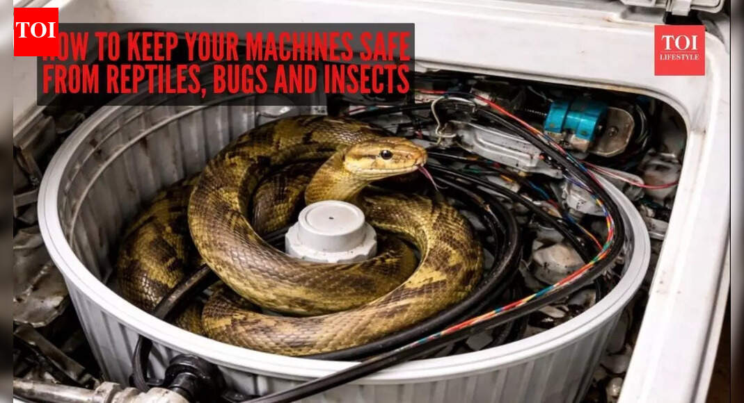 Indian rat snake rescued from inside washing machine in Mumbai: How to keep your machines safe from reptiles, bugs and insects