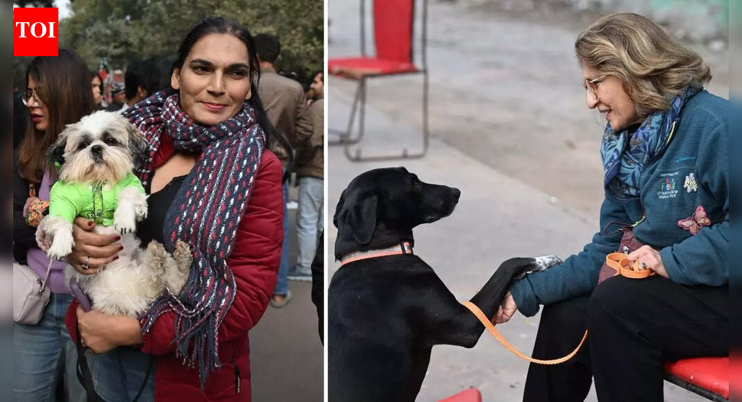 Delhiites for stray dogs: We have to be their voice