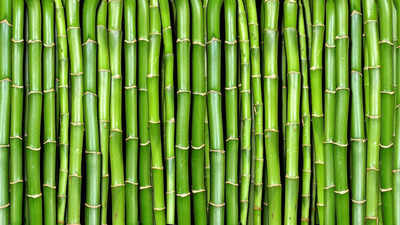 Why planting this bamboo next to your house can become a costly mistake