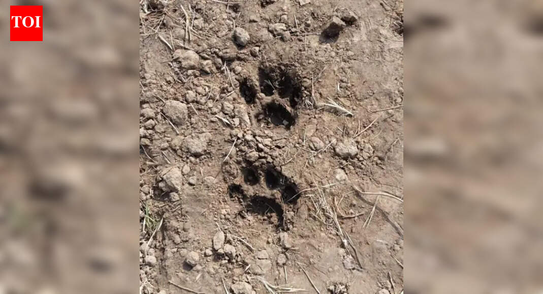 Tiger pugmarks near fields in Bastar spark alarm; leopard sightings in other parts of Chhattisgarh keep forest department on edge