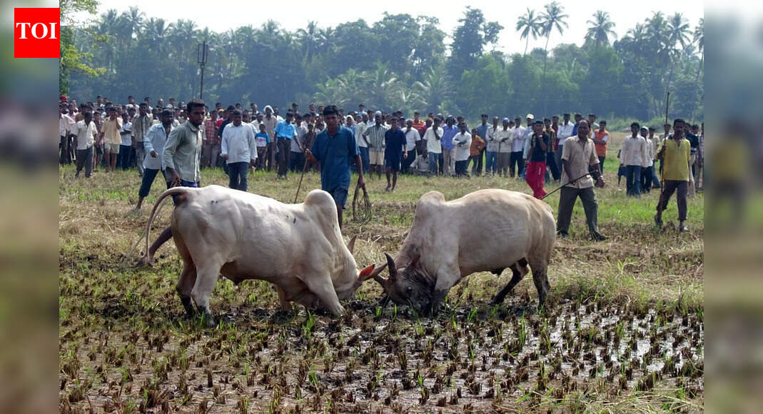 Illegal bullfights resurface at Benaulim despite police crackdown