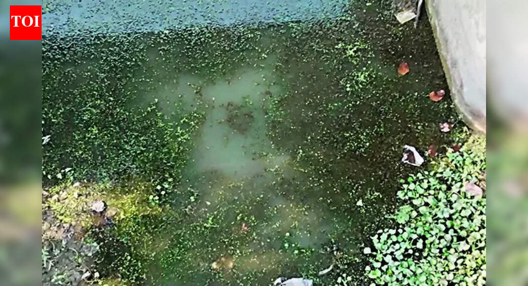 Virtually a drain, sacred Bansi river cries for help