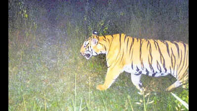Wildlife officials prepare for tiger translocation in Debrigarh